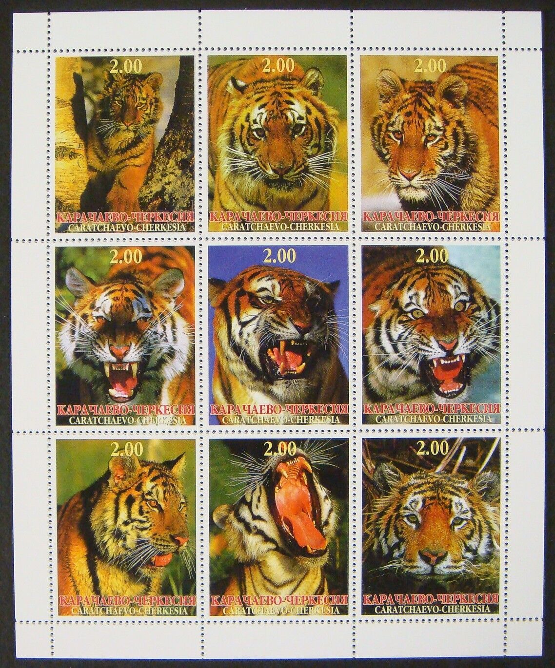 Tiger Stamps Sheet Wildcat Not Postage Wild Animals Wildlife Bengal Tiger Nature